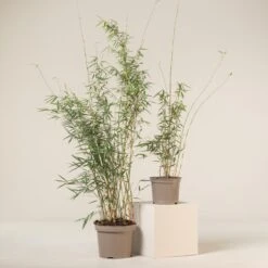 Fargesia Robusta ‘Campbell’ 28 Fargesia Robusta ‘Campbell’ -The Palm Centre Store FRC 8 scaled 1