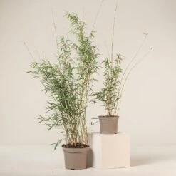 Fargesia Robusta ‘Campbell’ 26 Fargesia Robusta ‘Campbell’ -The Palm Centre Store FRC 9 scaled 1