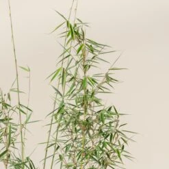 Fargesia Robusta ‘Campbell’ 23 Fargesia Robusta ‘Campbell’ -The Palm Centre Store FRC scaled 1