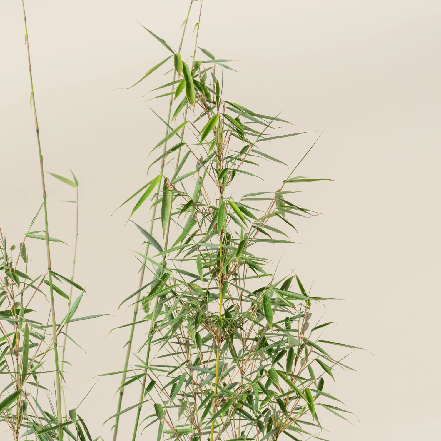 Fargesia Robusta ‘Campbell’ 8 Fargesia Robusta ‘Campbell’ - Image 8