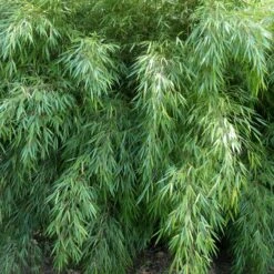 Fargesia Rufa -The Palm Centre Store FRU 1 scaled 1