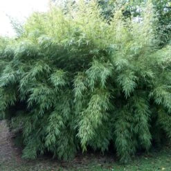 Fargesia Rufa -The Palm Centre Store FRU 2 2 scaled 1