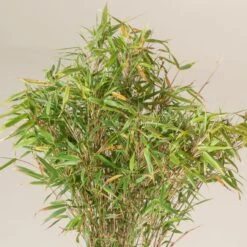 Fargesia Rufa -The Palm Centre Store FRU 2 scaled 1