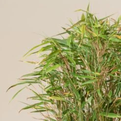 Fargesia Rufa -The Palm Centre Store FRU 3 scaled 1