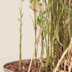 Fargesia Rufa -The Palm Centre Store FRU scaled 1