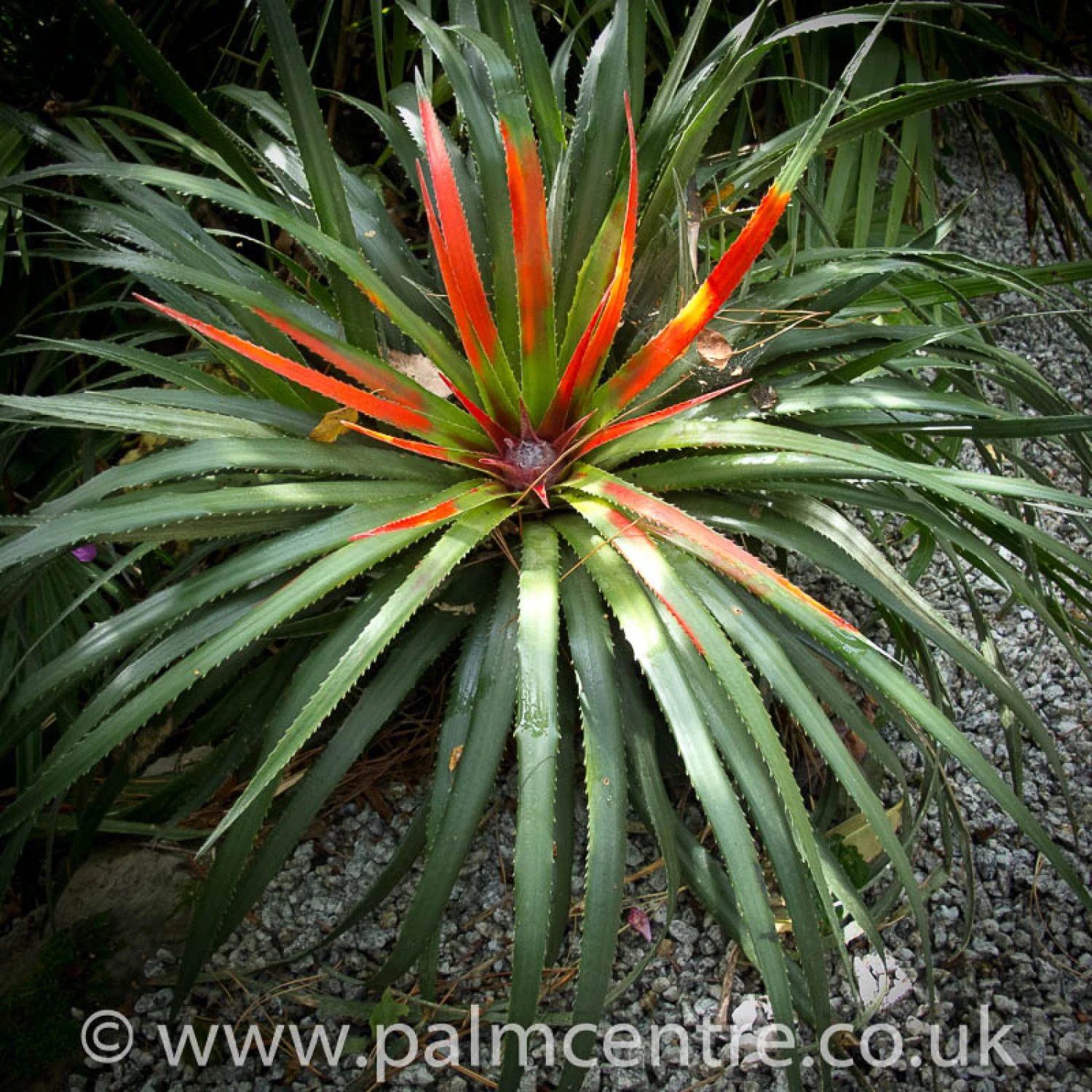 Fascicularia Bicolor 1 Fascicularia Bicolor