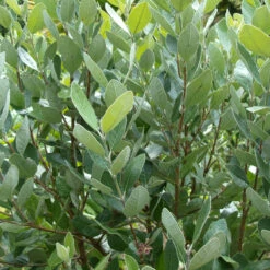 Feijoa Sellowiana -The Palm Centre Store FSE 1