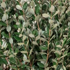 Feijoa Sellowiana -The Palm Centre Store FSE 18 2 scaled 1