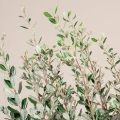 Feijoa Sellowiana -The Palm Centre Store FSE 18 3 scaled 1