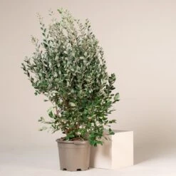 Feijoa Sellowiana -The Palm Centre Store FSE 18 4 scaled 1