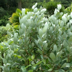 Feijoa Sellowiana -The Palm Centre Store FSE 2