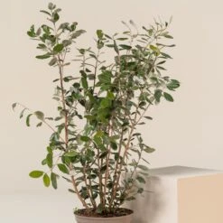 Feijoa Sellowiana -The Palm Centre Store FSE 5 scaled 1