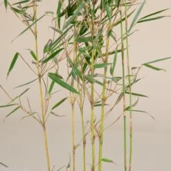 Fargesia Robusta ‘Campbell’ 18 Fargesia Robusta ‘Campbell’ -The Palm Centre Store F 14976 5f791fd08060c