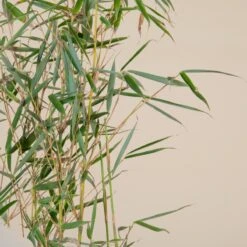 Fargesia Robusta ‘Campbell’ 19 Fargesia Robusta ‘Campbell’ -The Palm Centre Store F 14976 5f791fd3120d8