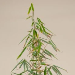 Fargesia Robusta ‘Campbell’ 20 Fargesia Robusta ‘Campbell’ -The Palm Centre Store F 14976 5f791fd468bc8