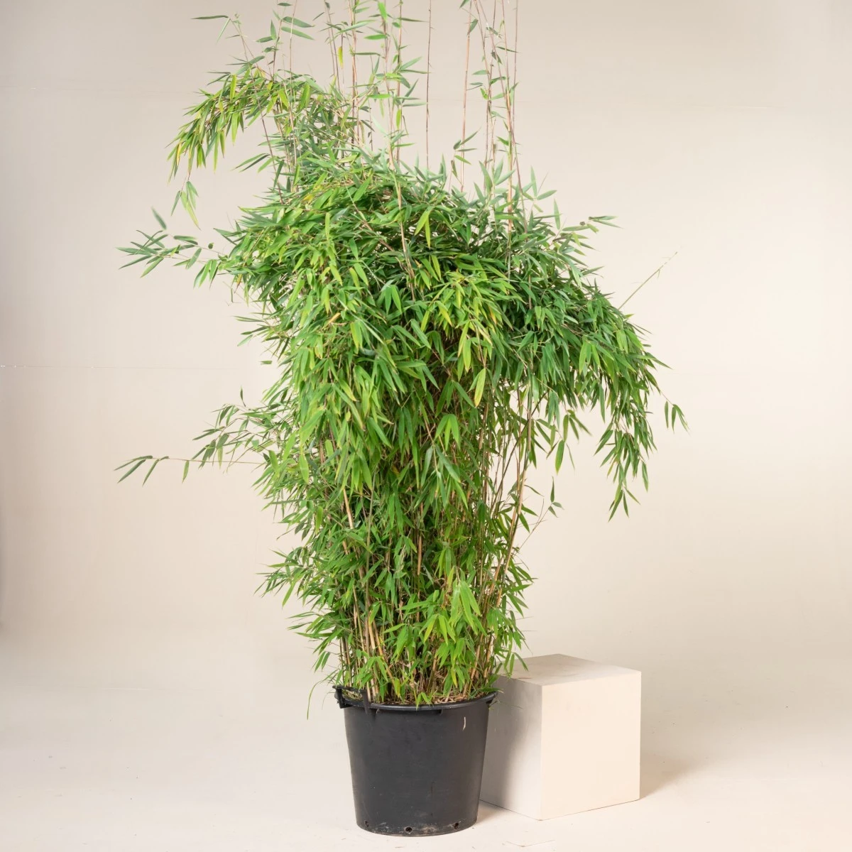 Fargesia Nitida ‘Obelisk’ 1 Fargesia Nitida ‘Obelisk’