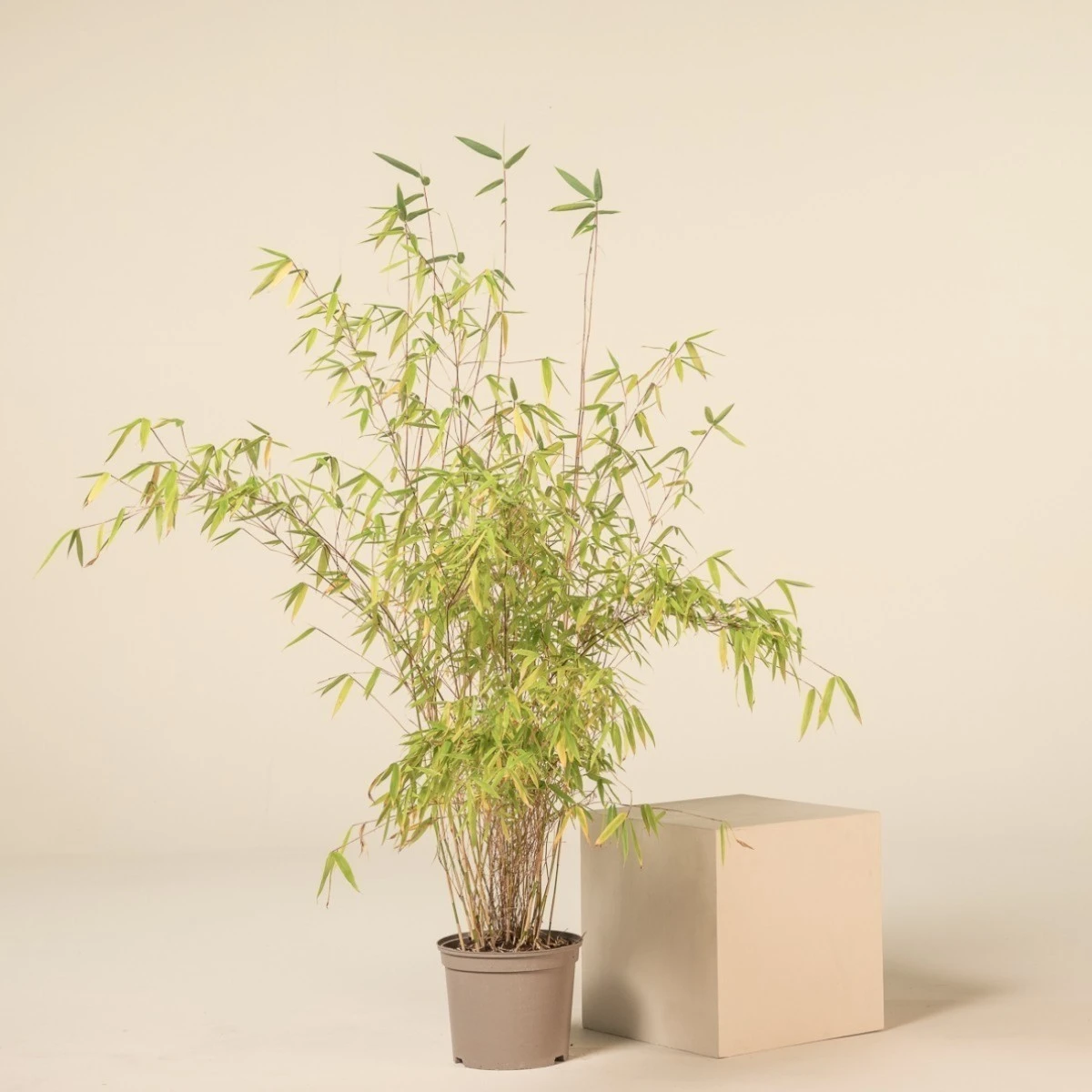 Fargesia Nitida ‘Obelisk’ 2 Fargesia Nitida ‘Obelisk’ - Image 2