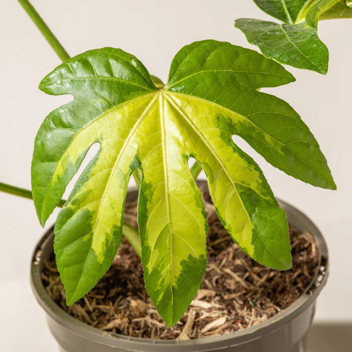 Fatsia Japonica ‘Camouflage’ 2 Fatsia Japonica ‘Camouflage’ - Image 2