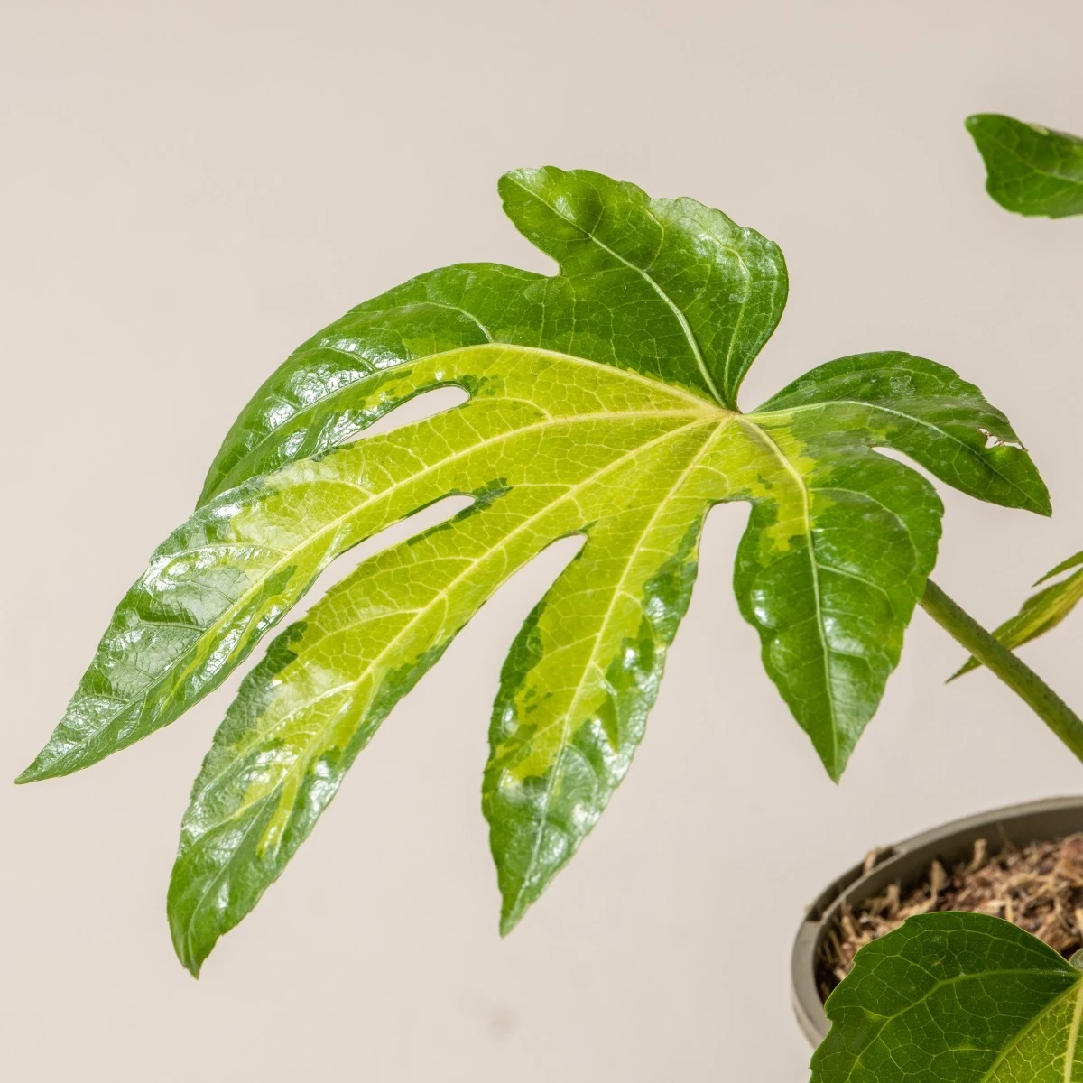 Fatsia Japonica ‘Camouflage’ 3 Fatsia Japonica ‘Camouflage’ - Image 3
