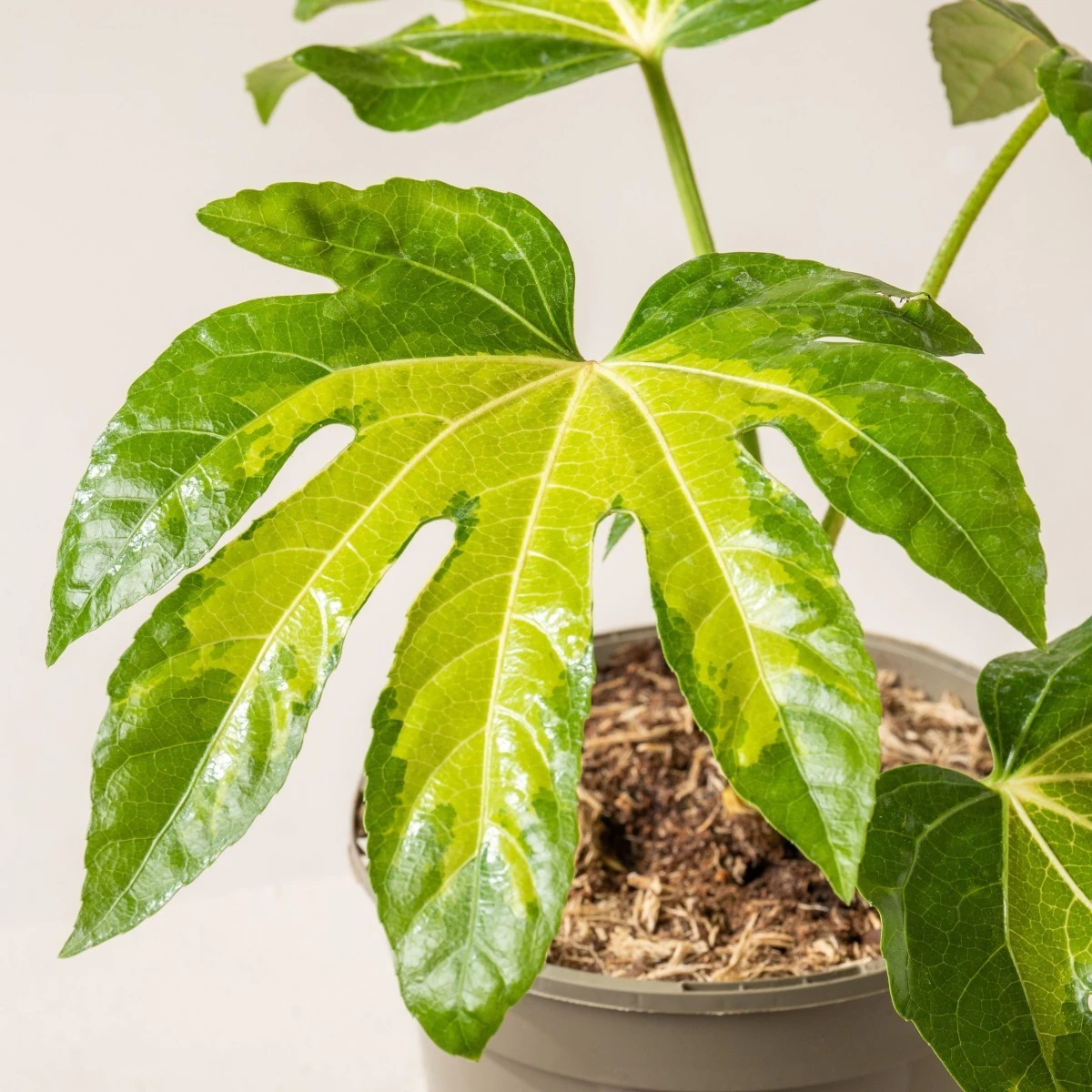 Fatsia Japonica ‘Camouflage’ 4 Fatsia Japonica ‘Camouflage’ - Image 4