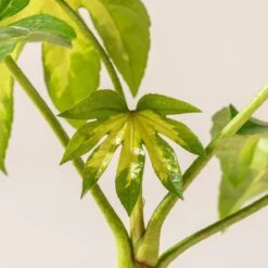 Fatsia Japonica ‘Camouflage’ 9 Fatsia Japonica ‘Camouflage’ -The Palm Centre Store F 18776 60100218bee1e