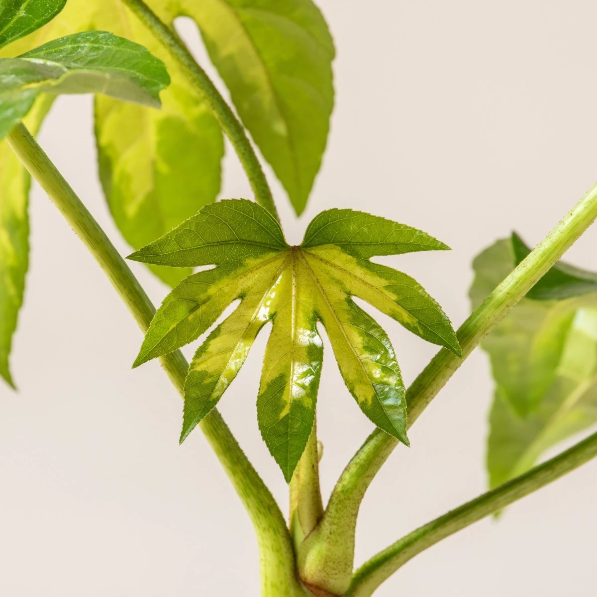 Fatsia Japonica ‘Camouflage’ 5 Fatsia Japonica ‘Camouflage’ - Image 5