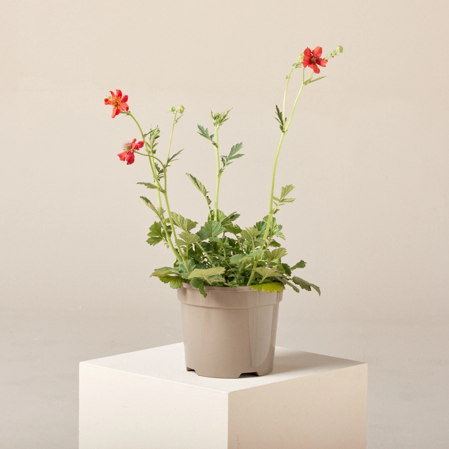 Geum Chiloense ‘Mrs Bradshaw’ 1 Geum Chiloense ‘Mrs Bradshaw’