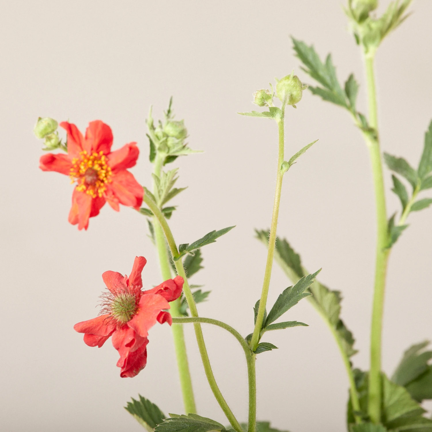 Geum Chiloense ‘Mrs Bradshaw’ 3 Geum Chiloense ‘Mrs Bradshaw’ - Image 3