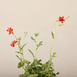 Geum Chiloense ‘Mrs Bradshaw’ 7 Geum Chiloense ‘Mrs Bradshaw’ -The Palm Centre Store GEB 6199595ca25e4