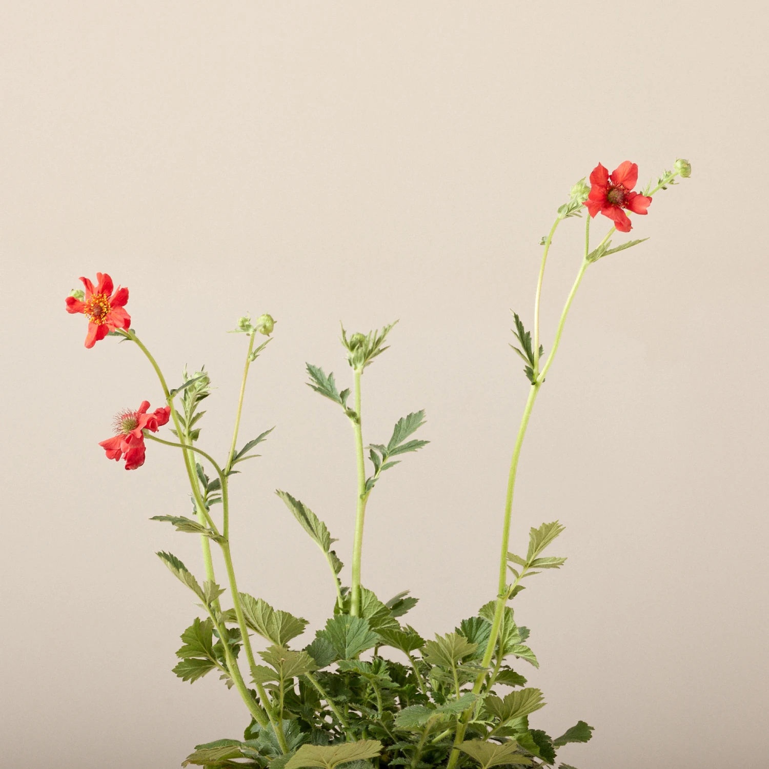 Geum Chiloense ‘Mrs Bradshaw’ 4 Geum Chiloense ‘Mrs Bradshaw’ - Image 4