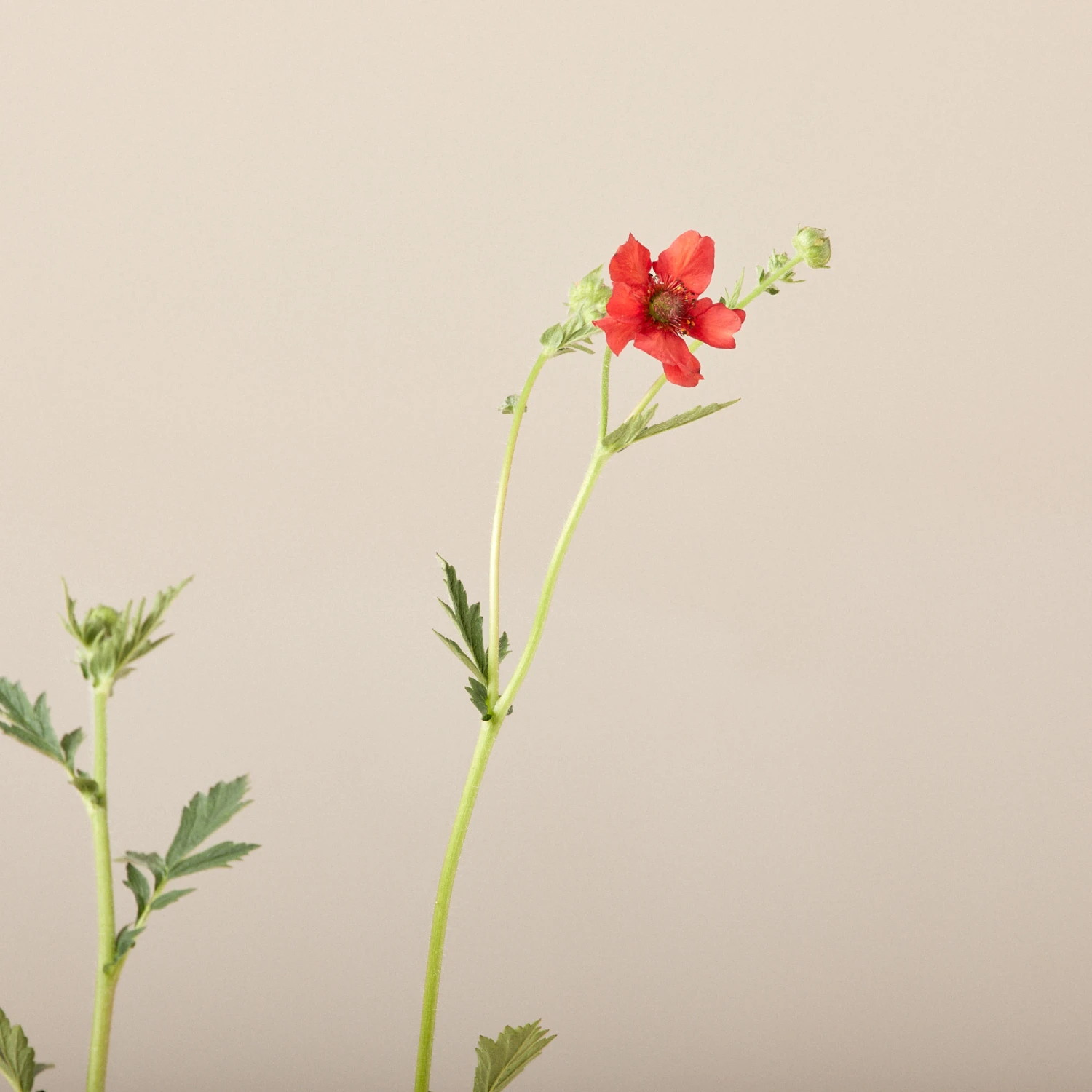 Geum Chiloense ‘Mrs Bradshaw’ 2 Geum Chiloense ‘Mrs Bradshaw’ - Image 2