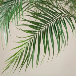 The Palm Centre Store -The Palm Centre Store GRL 5 2