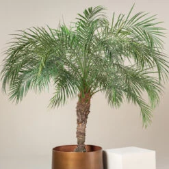 Phoenix Roebelenii -The Palm Centre Store GRL 5