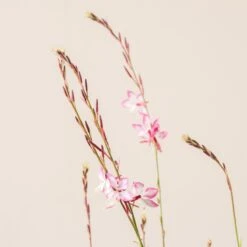 Gaura Lindheimeri ‘Rosyjane’ -The Palm Centre Store G 17430 6016511130cdb