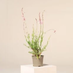 Gaura Lindheimeri ‘Rosyjane’ -The Palm Centre Store G 17430 6016512514172 1