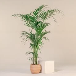 Howea Forsteriana -The Palm Centre Store HFO 12T 60a93dd8fe928