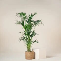 Howea Forsteriana -The Palm Centre Store HFO 9T 60a93dd6eecd0