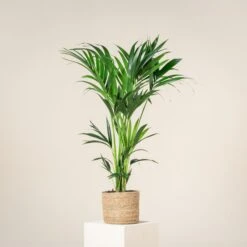 Howea Forsteriana -The Palm Centre Store HFO 60a93dbb5d628