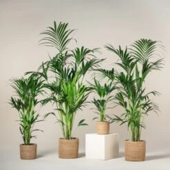 Howea Forsteriana -The Palm Centre Store HFO 60a93dbfb63e4