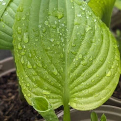 Hosta ‘Guacamole’ -The Palm Centre Store HGU 61542d224fcfc