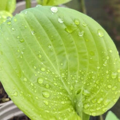 Hosta ‘Guacamole’ -The Palm Centre Store HGU 61542d250c2c7