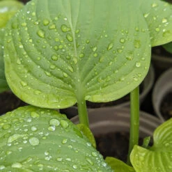Hosta ‘Guacamole’ -The Palm Centre Store HGU 61542d29e8ef0