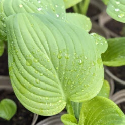 Hosta ‘Guacamole’ -The Palm Centre Store HGU 61542d2c99c38