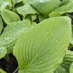 Hosta ‘Guacamole’ -The Palm Centre Store HGU 61542d2f4e9ef