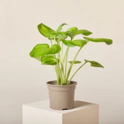 Hosta ‘Guacamole’