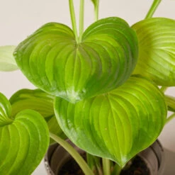 Hosta ‘Guacamole’ -The Palm Centre Store HGU 61993fffe4639