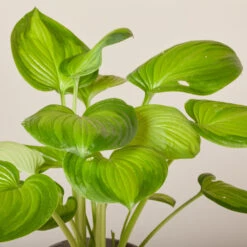 Hosta ‘Guacamole’ -The Palm Centre Store HGU 6199400208581 1