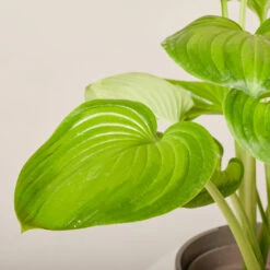 Hosta ‘Guacamole’ -The Palm Centre Store HGU 6199400449850 1