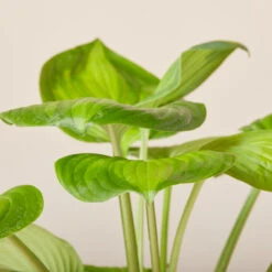 Hosta ‘Guacamole’ -The Palm Centre Store HGU 619940067dc0a 1