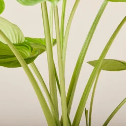 Hosta ‘Guacamole’ -The Palm Centre Store HGU 6199400a4943e